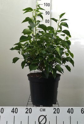 Hedera helix 'Arborescens'