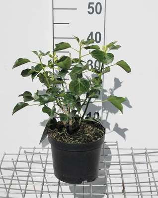 Hedera helix 'Arborescens'
