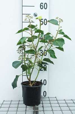 Hedera helix 'Arborescens'