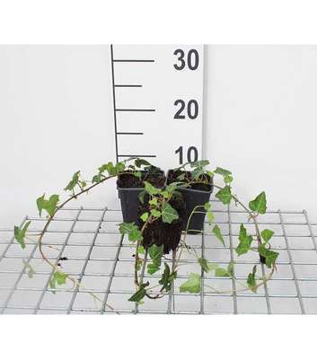 Hedera helix