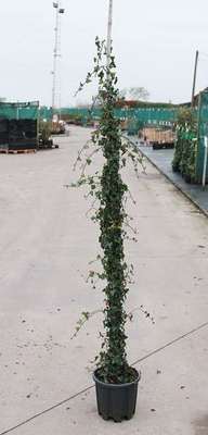 Hedera helix