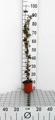 Hedera helix