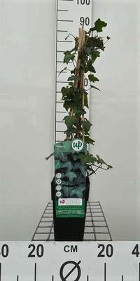 Hedera helix