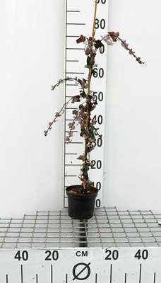 Hedera helix