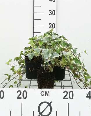 Hedera helix 'Glacier'