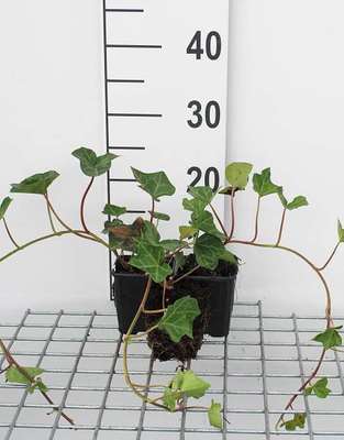 Hedera hibernica