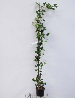 Hedera hibernica