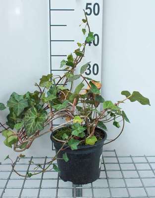 Hedera hibernica