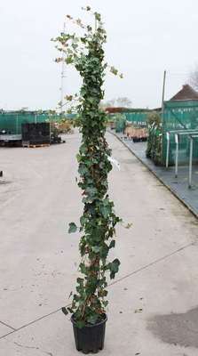 Hedera hibernica