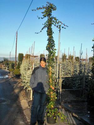 Hedera hibernica