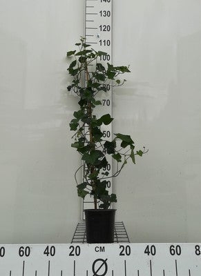 Hedera hibernica