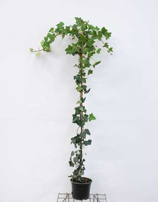 Hedera hibernica