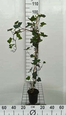 Hedera hibernica