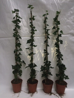 Hedera hibernica