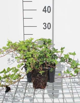 Hedera helix 'Ivalace'