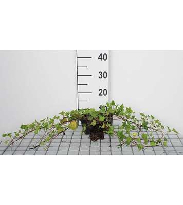 Hedera helix 'Shamrock'