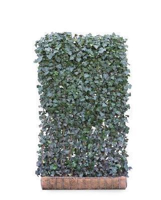 Hedera helix 'Woerner'