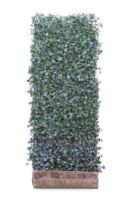 Hedera helix 'Woerner'