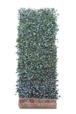 Hedera helix 'Woerner'