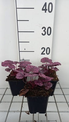 Heuchera hybr. 'Wild Rose'®