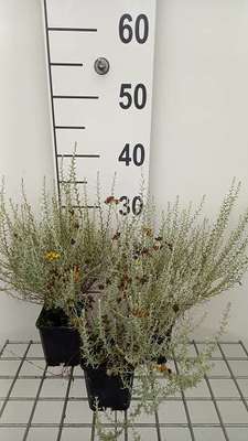 Helichrysum italicum 'Dwarf Curry'