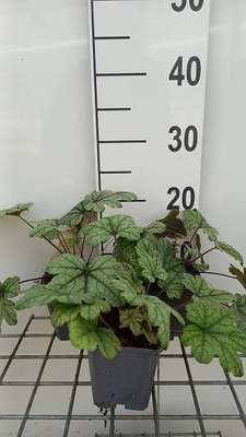 Heucherella hybr. 'Kimono'®