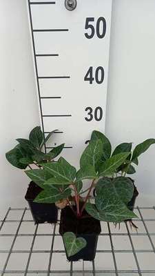 Helleborus lividus
