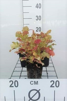 Heuchera hybr. 'Marmalade'®