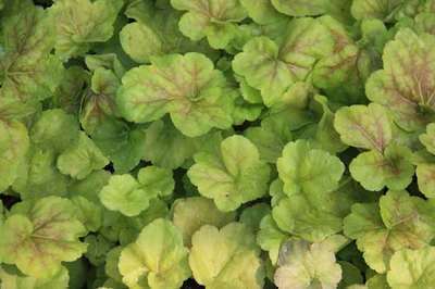 Heuchera hybr. 'Miracle'®