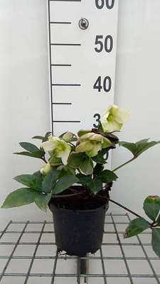Helleborus 'Emma'