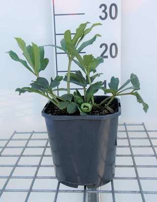 Helleborus niger