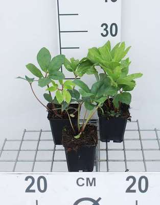 Helleborus niger