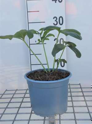 Helleborus or. gemengd/mix