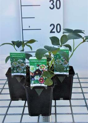 Helleborus or. gemengd/mix