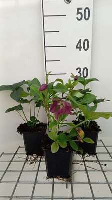Helleborus or. 'Red Lady'