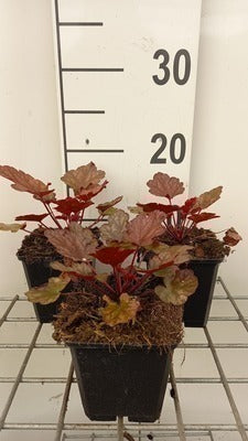 Heuchera hybr. 'Peach Flambe'®