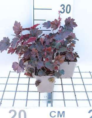 Heuchera hybr. 'Rachel'