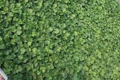 Heuchera sang. 'Bressingham Hybrids'