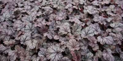 Heuchera hybr. 'Shangai'®