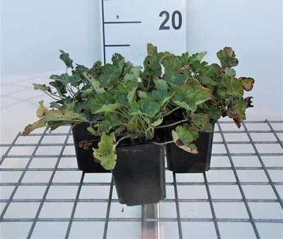 Heuchera sang. 'Leuchtkäfer'