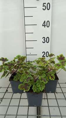 Heucherella hybr. 'Solar Power'®