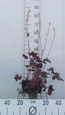Heuchera hybr. 'Silver Scrolls'®