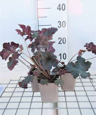 Heuchera hybr. 'Stormy Seas'