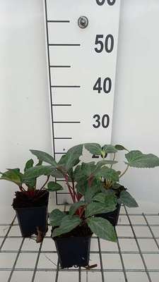 Helleborus sternii