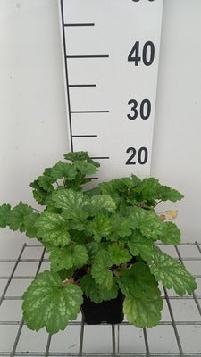 Heuchera sang. 'White Cloud'
