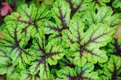 Heucherella hybr. 'Tapestry'®