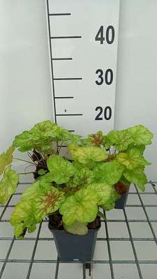 Heuchera hybr. 'Tiramisu'®