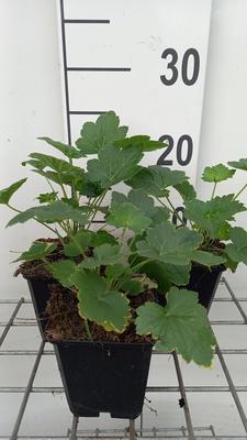 Heuchera villosa 'Chantilly'®