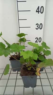 Heuchera villosa var. macrorrhiza