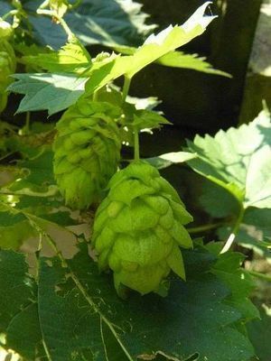 Humulus lupulus
